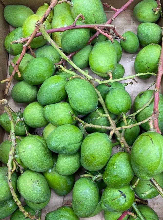 Green Mangoes